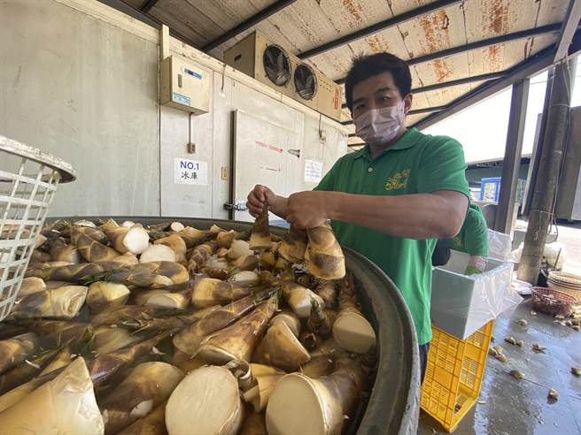 台南關廟綠竹筍今年產期延遲1個半月，量雖少卻遇上疫情衝擊買氣，近日北部拍賣價格只有往年的一半。（曹婷婷攝）