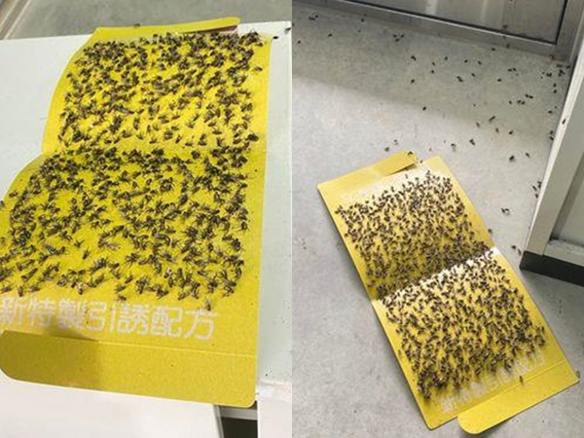 幼狮工业区家乐福物流中心上月14日发生严重大火，现场留下整堆废弃残骸未处理，巨量焦黑废弃物散发浓烈腐臭味及万只苍蝇飞天，当地民眾叫苦连天。（翻摄自脸书「爆料公社」）