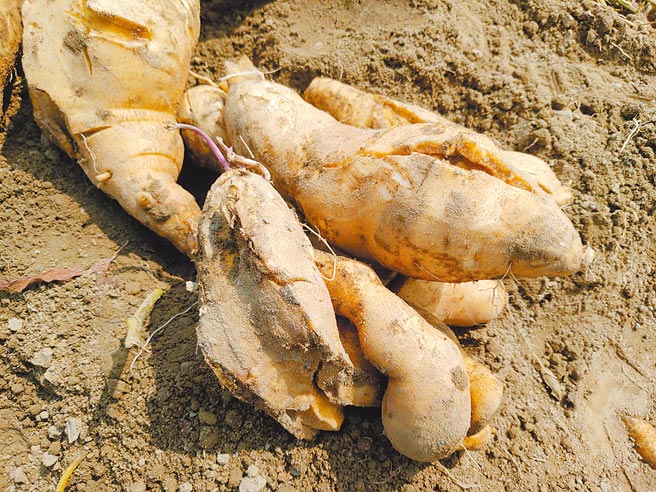 农委会表示，因应玉米价格高涨，每年甘藷格外品产量近6万公吨，添加20%在畜牧饲料中可取代约10％的玉米使用。图为地瓜。（台南市政府农业局提供／张毓翎台南传真）