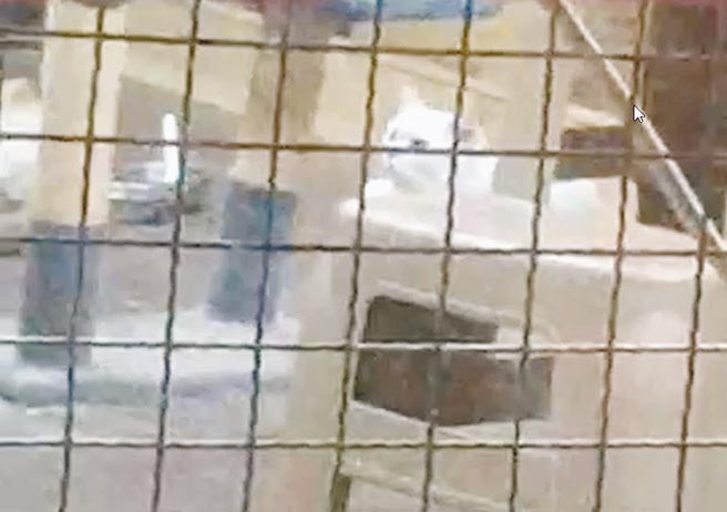 高雄市动物保护处稽查，竟发现「高雄御猫园」早就没有特定宠物业许可证，却仍私下贩售猫只给消费者，预计裁处业者10万元并没入猫只。（民眾提供／袁庭尧高雄传真）