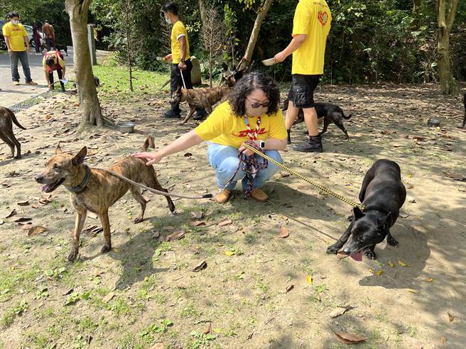 DHL國際快遞今年持續參與由新北市志願服務推廣中心規畫的「一企趣服務」活動，員工到中和動物之家，幫忙流浪動物餵食、刷毛、帶著散步，協助動物之家毛寶貝「社會化」。（新北市社會局提供）