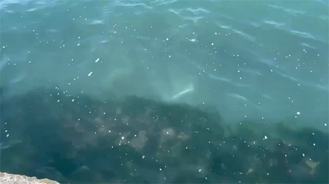 警方最後在海中找到曹男機車。（翻攝照片／高雄洪靖宜傳真）