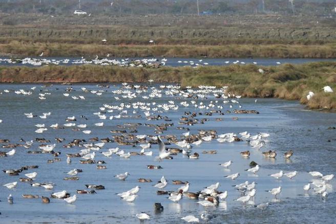 布袋盐田湿地是侯鸟的栖息乐园。　图：布袋五盐田／提供