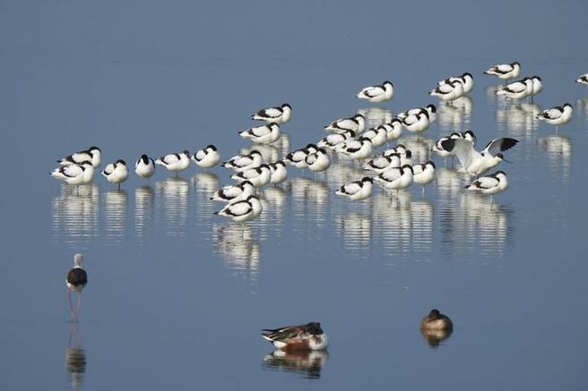 ▲布袋盐田湿地是热门的赏鸟去处。　图：布袋五盐田／提供