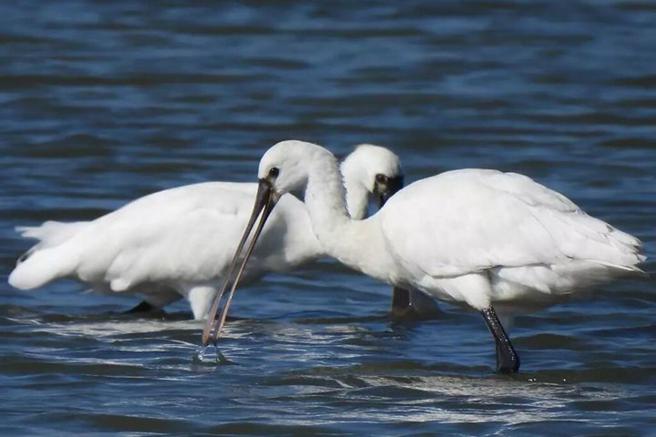 ▲布袋盐田湿地的黑面琵鹭。　图：布袋五盐田／提供