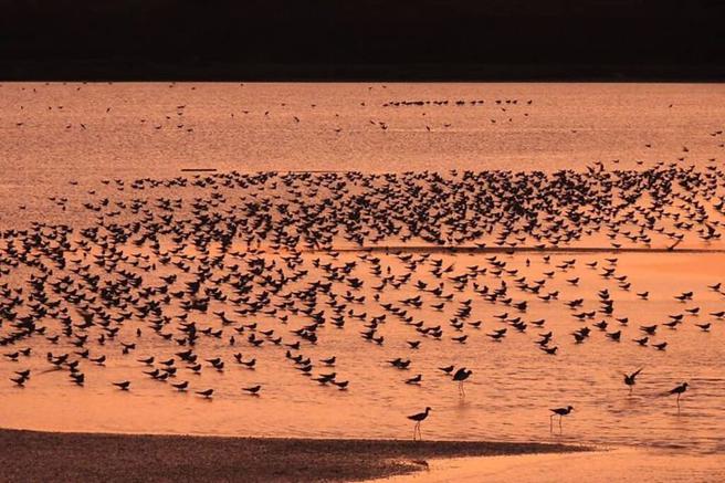 ▲布袋盐田湿地夕照。　图：布袋五盐田／提供