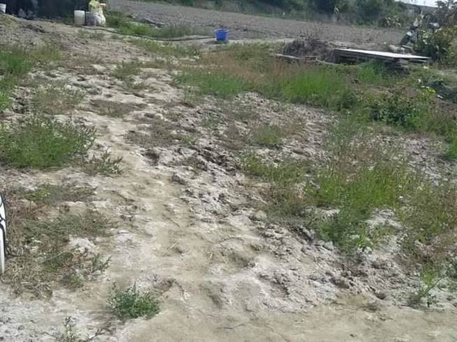 彰化县花坛乡彰花路附近地段盐化，农作枯死。（柯金德提供／吴敏菁彰化传真）