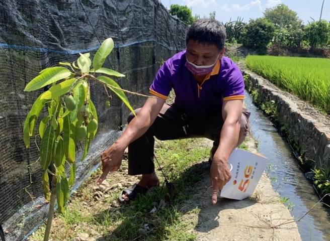 彰化县花坛乡彰花路附近地段盐化，农作枯死。（柯金德提供／吴敏菁彰化传真）