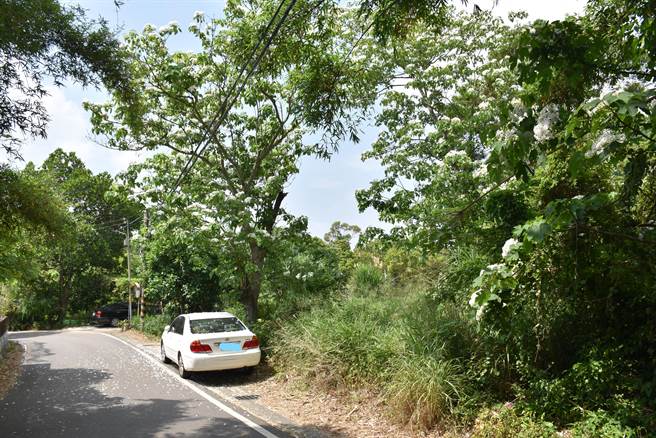 头份市流东里老崎步道的桐花正值盛开。（谢明俊摄）
