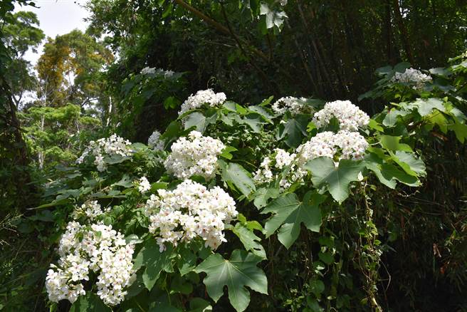 头份市流东里老崎步道的桐花正值盛开。（谢明俊摄）