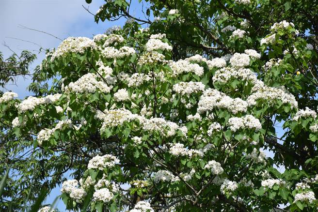 头份市滥坑里鹿厨坑步道桐花正值盛开。（谢明俊摄）