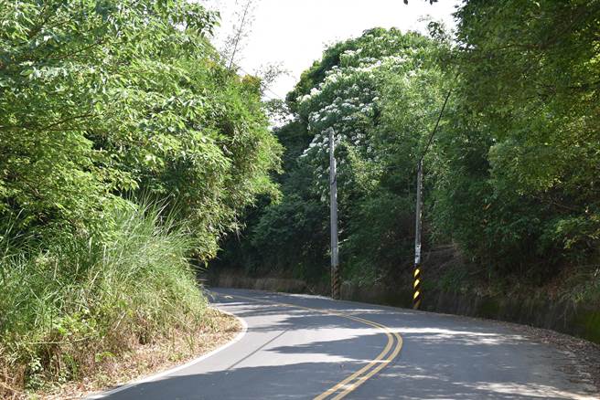 头份市滥坑里桐花正值盛开。（谢明俊摄）
