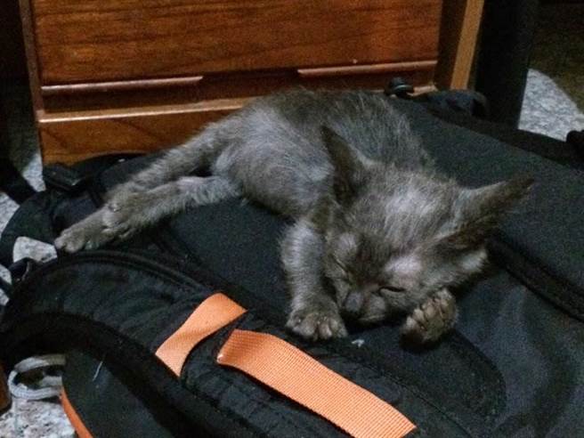 若有寵物照顧需求，確診患者或是必須入住防疫旅館的居家隔離者，可先聯繫同住家人、親友或鄰居。（新竹縣府提供／邱立雅竹縣傳真）