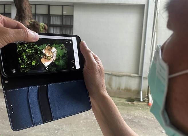 游客将兰屿角鸮放在手上把玩，台东县政府农业处将根据网路上的照片展开调查。（庄哲权摄）