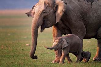 大象吃毒作物永遠定格 幼崽伴屍12小時 思母舉動惹鼻酸