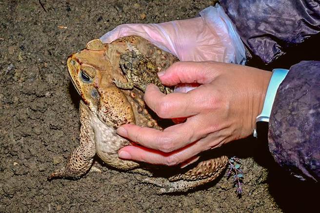 入侵种海蟾蜍与其背上的台湾原生黑眶蟾蜍比较，体型相差悬殊。（新竹县政府提供／罗浚滨新竹传真）
