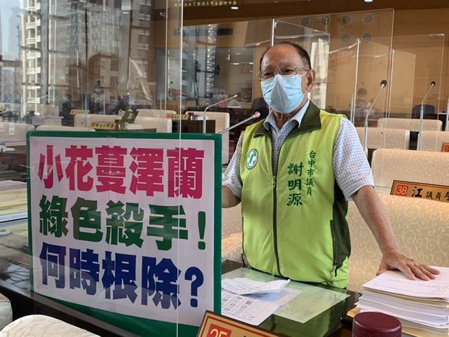 台中市议员谢明源指出，小花蔓泽兰危害农作严重，市府一年编列40万经费清除，实在不够。(林欣仪摄)