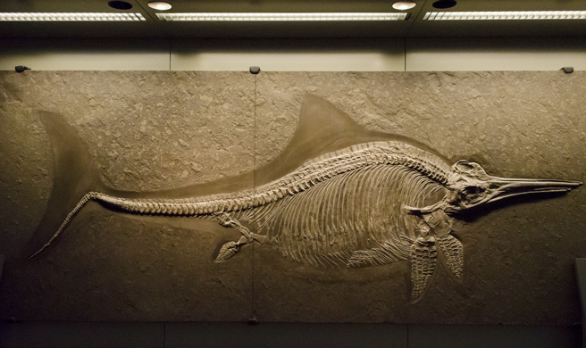 苏黎世大学研究团队在阿尔卑斯山上，发现鱼龙的椎骨、肋骨、牙齿化石。(示意图/达志影像)