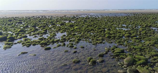 苗栗苑里限定「抹茶海岸」。（苗栗县政府提供／李京升苗栗传真）
