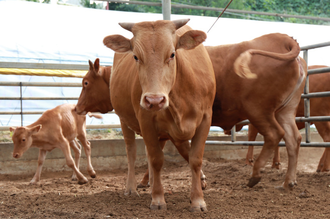 古代農耕社會，牛的地位很崇高，因此不少朝代都規定不能殺牛、吃牛。(示意圖/達志影像)