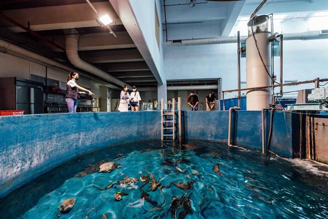 屏東海生館祭出各式活動優惠搶攻成人市場盼止血，如將於勞工連假推出「魚你同行後場探祕」4人同行1人免費優惠。（謝佳潾攝）