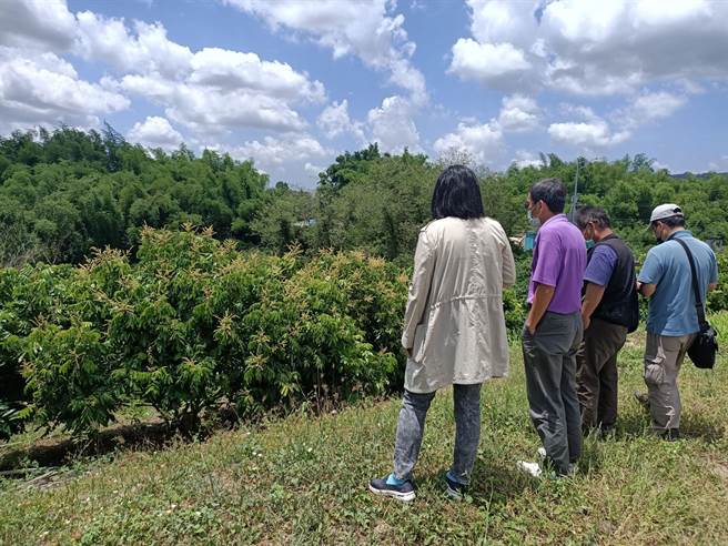 高雄市農業局邀集改良場及農糧署組成勘災小組，第四度展開龍眼災情確認。（高雄市農業局提供／林雅惠傳真）