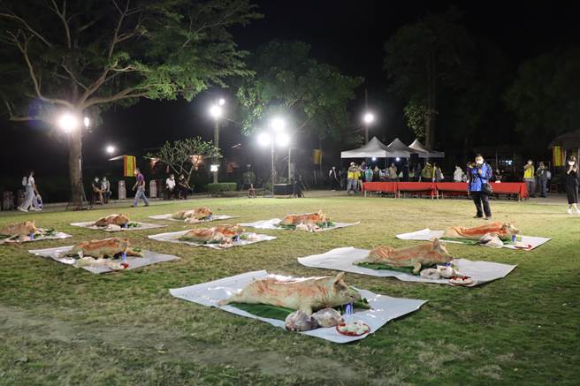 北头洋夜祭28日晚间11点正式展开，今年民眾还愿献祭的猪有9头。(刘秀芬摄)
