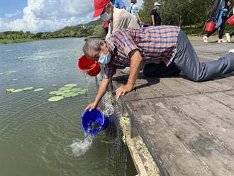 再造魚米之鄉 池上大坡池放養3千隻原生種幼魚