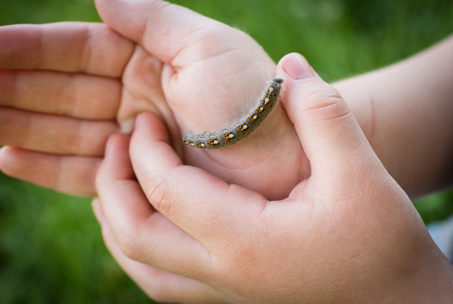 毛虫掉身上别用手抓！当心皮肤起红疹 痒到要人命。(示意图/Shutterstock)