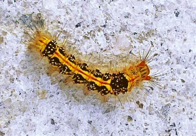 澎湖上千人集体感染接触性皮肤炎，真凶找到了！就是黄毒蛾毛毛虫。（图/本报系资料照片 陈可文摄）