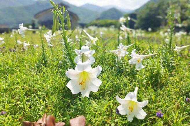 龙洞湾海洋公园百合花开。　图：东北角暨宜兰海岸国家风景区管理处／提供 