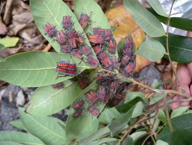 每年3至5月是荔枝椿象交尾產卵高峰期，危害荔枝、龍眼果樹幼果成長，影響產量。（資料照）