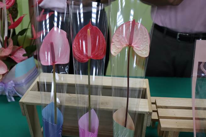 花农推广台湾农政研究单位及民间培育品种，粉月（左）、红铃（中）、新贵粉花色受国际市场喜爱。（刘秀芬摄）