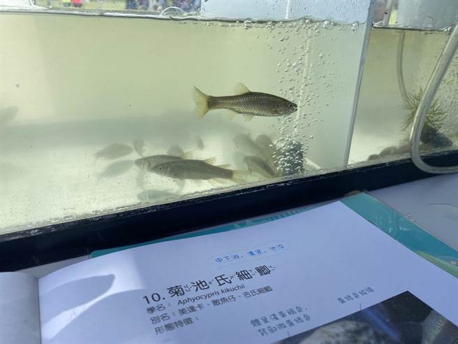 台東縣池上鄉公所與花蓮縣水產培育所29日攜手合作在大坡池生態教育區舉辦幼魚放養活動。（蔡旻妤攝）