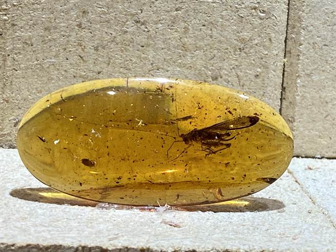 琥珀是远古植物的树脂化石，经亿万年埋藏形成，含藏有脊椎或软体动物的琥珀非常稀有。（陈淑芬摄）