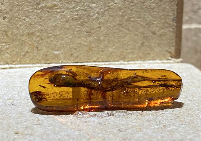 琥珀是远古植物树脂化石，经亿万年埋藏形成，含藏有脊椎或软体动物的琥珀非常稀有，图为蜥蜴近乎以原样形态保存。（陈淑芬摄）