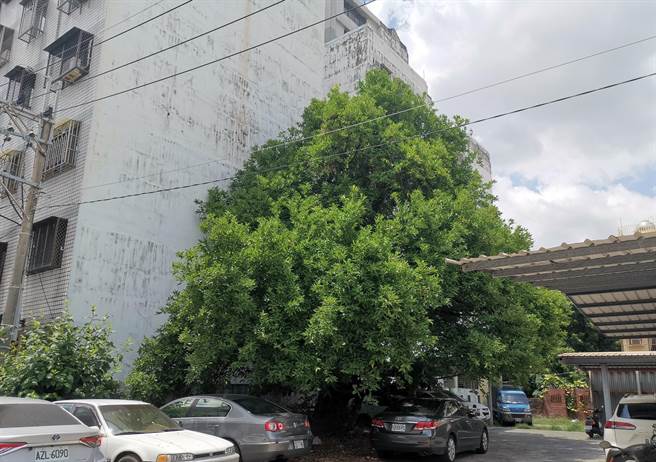 台南市新市区编号第28号的白莲雾老树有3层楼高。（刘秀芬摄）