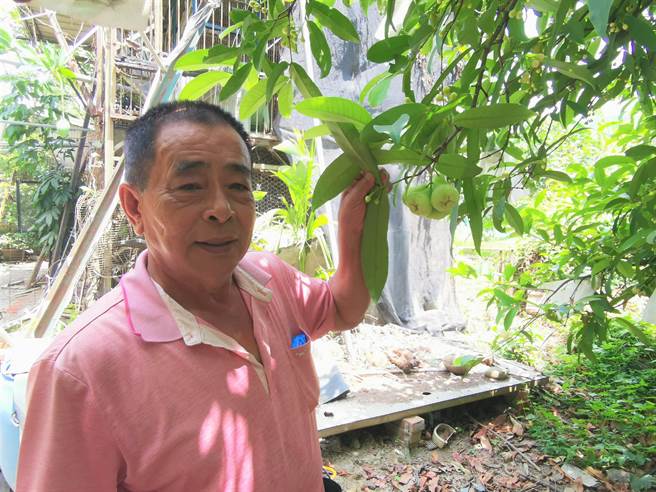 台南市新市区新市里长郑明堂復育数十棵白莲雾，早花的白莲雾已有7分熟。(刘秀芬摄)