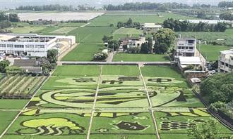 台中外埔1.3公頃彩繪稻田超吸睛 大地圖畫呈現農產及特有景觀