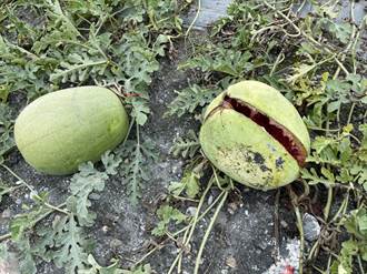 連續降雨致農損 花蓮芒果、西瓜即起受理救助申請