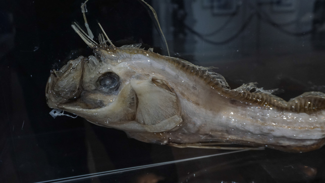 纽西兰沙滩上近日出现深海怪鱼，竟是罕见的皇带鱼，让生物学家也直呼不可思议。(示意图/达志影像)