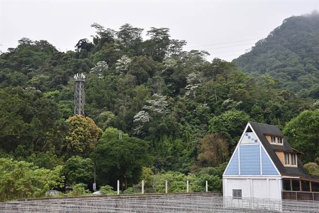 狮潭乡鸣凤古道沿线开满了桐花，正是健行赏桐的好时节。（谢明俊摄）