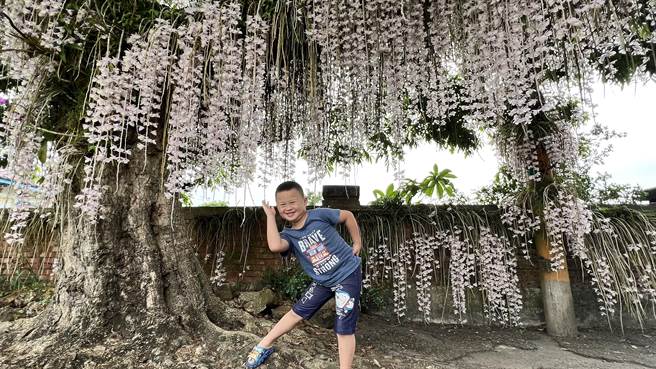 台南白河一年一度的石斛兰瀑布花季来临，51连假三天花况最佳，小朋友开心地摆pose。（张毓翎摄）