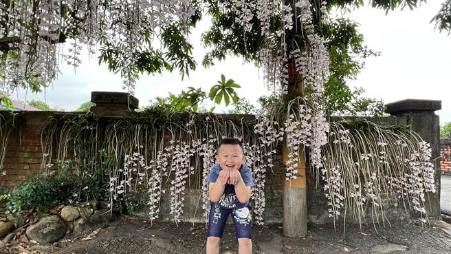台南白河一年一度的石斛兰瀑布花季来临，51连假大朋友带小朋友来赏花。（张毓翎摄）