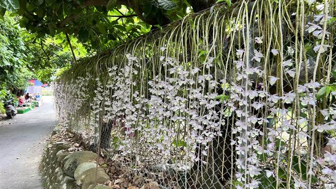白河洪氏溪洲部落的石斛兰正盛开。（张毓翎摄）