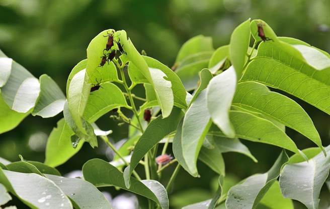 天气逐渐回暖，正值外来种虫害荔枝椿象交配产卵期。（台中市观旅局提供／陈淑娥台中传真）
