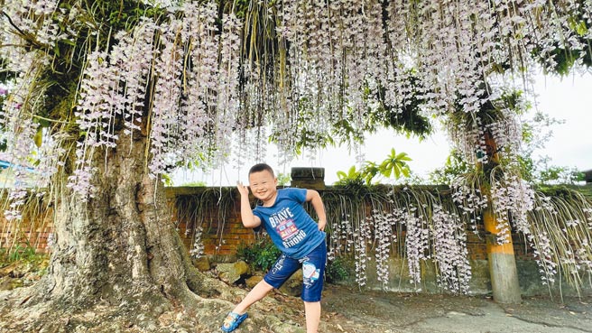 台南白河一年一度的石斛兰瀑布花季来临，51连假大朋友带小朋友来赏花。（张毓翎摄）