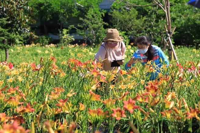 花莲吉安乡「嘉德花田」达1.5万株的萱草朵朵盛开，园主免费开放参观，还提供线上赏花服务，透过缤纷的花朵，抚慰因疫情而紧绷的心情。（吉安乡公所提供／罗亦晽花莲传真）