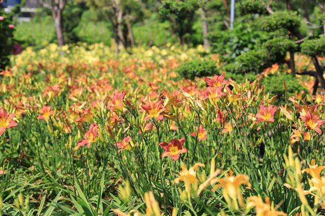 花莲吉安乡「嘉德花田」达1.5万株的萱草朵朵盛开，园主免费开放参观，还提供线上赏花服务，透过缤纷的花朵，抚慰因疫情而紧绷的心情。（吉安乡公所提供／罗亦晽花莲传真）