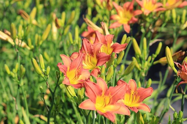 花莲吉安乡「嘉德花田」达1.5万株的萱草朵朵盛开，园主免费开放参观，还提供线上赏花服务，透过缤纷的花朵，抚慰因疫情而紧绷的心情。（吉安乡公所提供／罗亦晽花莲传真）